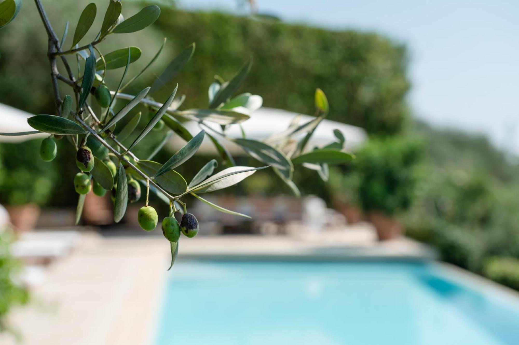 Villa Eden Forte Dei Marmi With Private Infinity Pool Santa Lucia  外观 照片